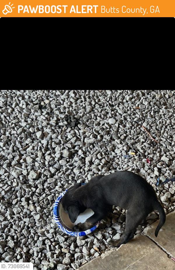 Found/Stray Unknown Dog last seen Walter moore Road, Butts County, GA 30234
