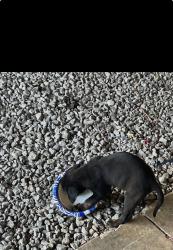 Found/Stray Unknown Dog last seen Walter moore Road, Butts County, GA 30234