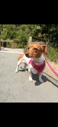 Reunited Female Dog last seen Fords landing surrounding area, Alexandria, VA 22314
