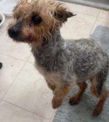 Reunited Male Dog last seen East Osceola parkway & Florida parkway Kissimmee Fl, Buena Ventura Lakes, FL 34743