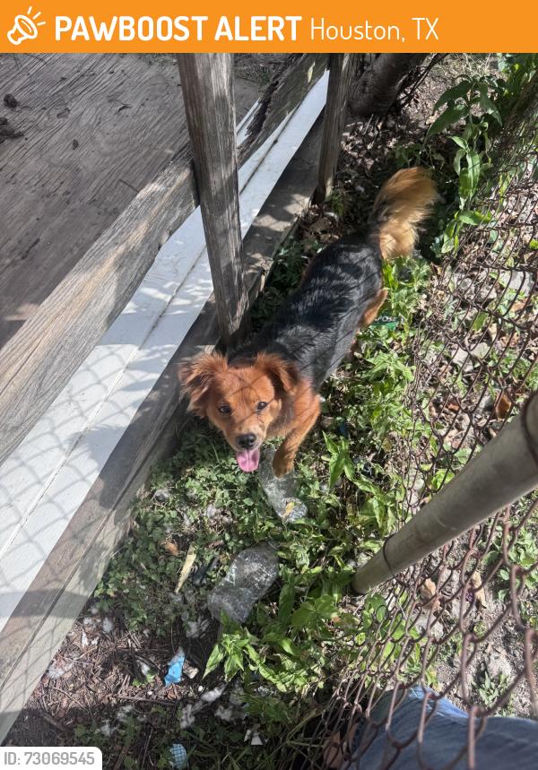 Rehomed Unknown Dog last seen Navigation Blvd, Houston, TX, USA, Houston, TX 77011
