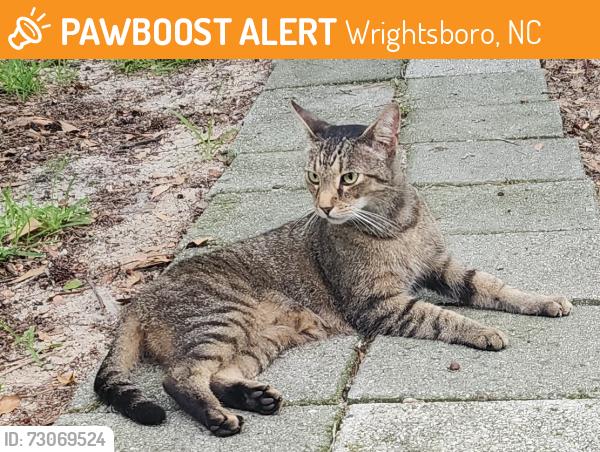 Found/Stray Male Cat last seen Rustic lane and Oakley, Castle hayne, Wrightsboro, NC 28429
