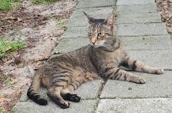 Found/Stray Male Cat last seen Rustic lane and Oakley, Castle hayne, Wrightsboro, NC 28429
