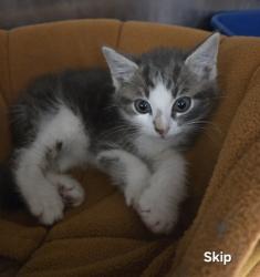 Shelter Stray Male Cat last seen Near Educational Dr., New Bern, NC, 1639 Old Airport Rd, New Bern, NC 28562, USA
