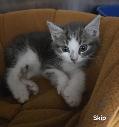 Shelter Stray Male Cat last seen Near Educational Dr., New Bern, NC, 1639 Old Airport Rd, New Bern, NC 28562, USA