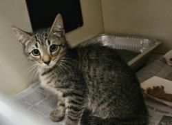 Shelter Stray Male Cat last seen Near Colonial Way, Apt F, Atlanta, GA 30341, 30341, GA, 3280 Chamblee Dunwoody Rd, Chamblee, GA 30341, USA