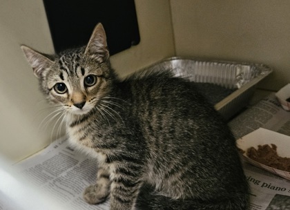 Shelter Stray Male Cat last seen Near Colonial Way, Apt F, Atlanta, GA 30341, 30341, GA, 3280 Chamblee Dunwoody Rd, Chamblee, GA 30341, USA