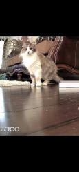 Reunited Female Cat last seen Wheaton Edge Ln Houston, TX 77095, Houston, TX 77095