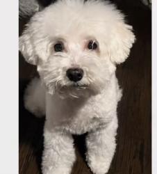 Lost Female Dog last seen 18th Ave, Newark, NJ 07106