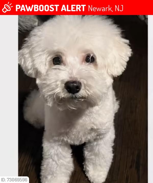 Lost Female Dog last seen 18th Ave, Newark, NJ 07106