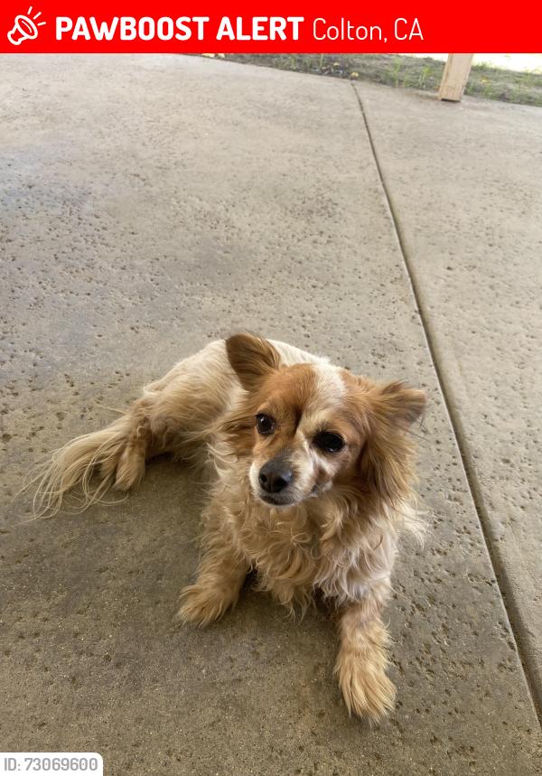 Lost Female Dog last seen Mill and Macy, Colton, CA 92324