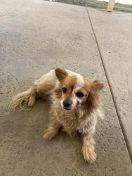 Lost Female Dog last seen Mill and Macy, Colton, CA 92324