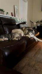 Reunited Female Dog last seen Yarborough and featherwood trail , Lakeland, FL 33812