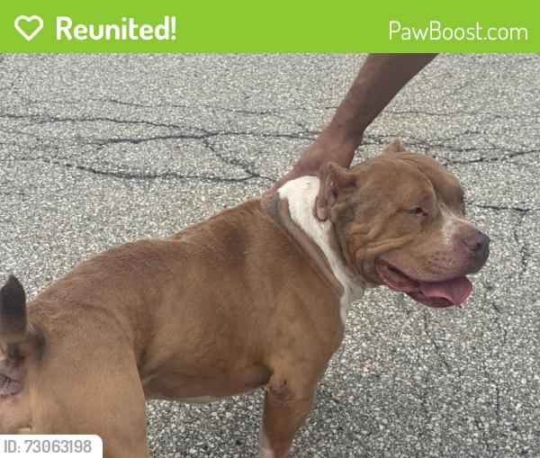 Reunited Male Dog last seen Near Lynnwood Dr, Pittsburgh, PA 15235, USA, Pittsburgh, PA 15235