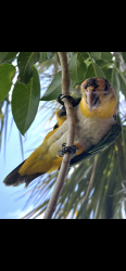 Lost Male Bird last seen Near buckley ave, Lake Worth Beach, FL 33461