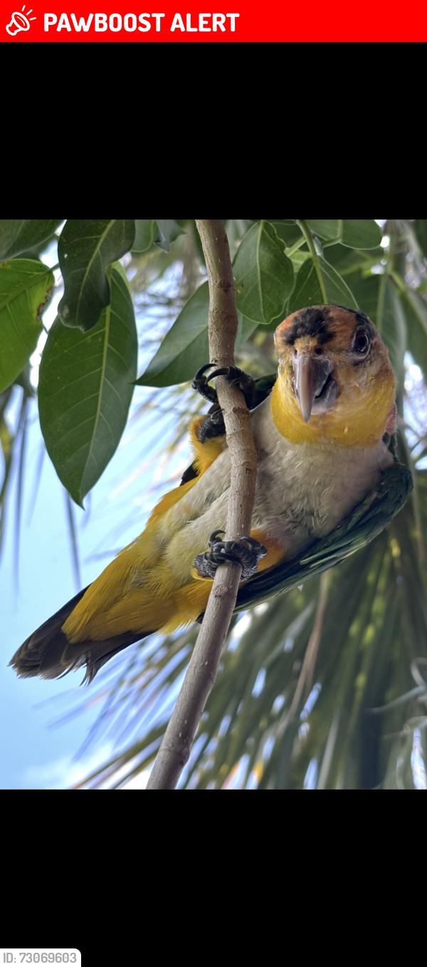 Lost Male Bird last seen Near buckley ave, Lake Worth Beach, FL 33461