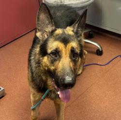 Shelter Stray Male Dog last seen Near Cambridge Avenue, SAN LEANDRO, CA, 94577, 8323 Baldwin St, Oakland, CA 94621, USA