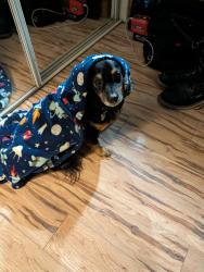 Lost Male Dog last seen Near Starlight drive, Titusville, FL 32796