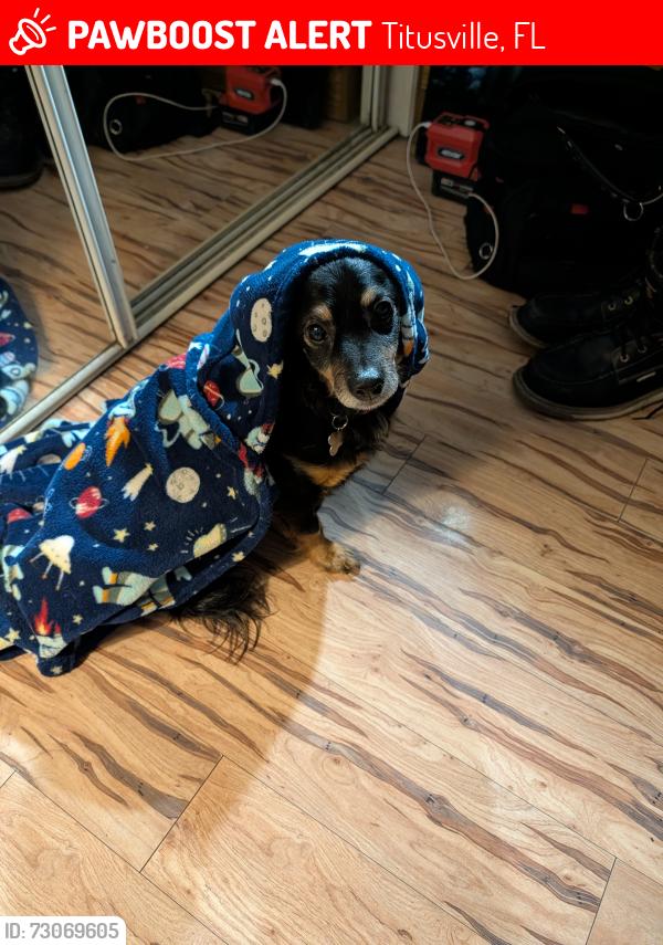 Lost Male Dog last seen Near Starlight drive, Titusville, FL 32796