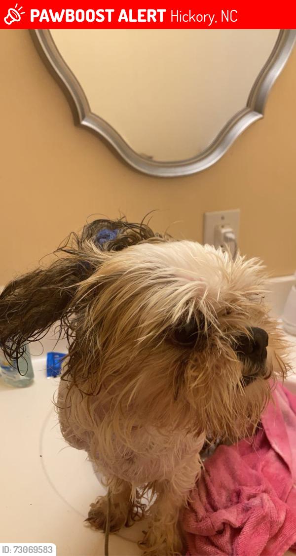Lost Male Dog last seen 17th street, Hickory, NC 28601