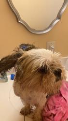 Lost Male Dog last seen 17th street, Hickory, NC 28601
