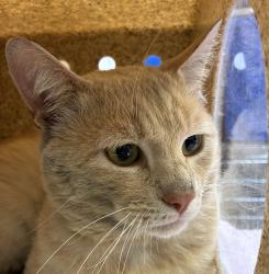 Shelter Stray Male Cat last seen Adoption Return, PORTLAND, OR, 97233, 1700 W Historic Columbia River Hwy, Troutdale, OR 97060, USA