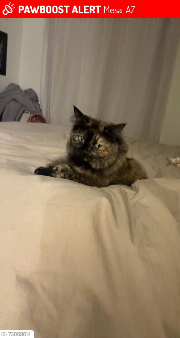 Lost Female Cat last seen University Lindsey, Mesa, AZ 85207