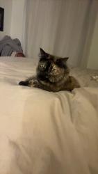 Lost Female Cat last seen University Lindsey, Mesa, AZ 85207
