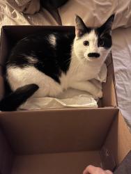Lost Male Cat last seen Norwood bible church, Tualatin, OR 97062
