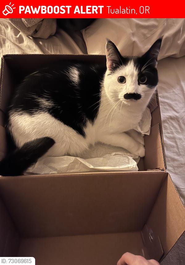 Lost Male Cat last seen Norwood bible church, Tualatin, OR 97062