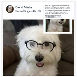 Lost Male Dog last seen 155th and North Penn, Edmond, OK 73013