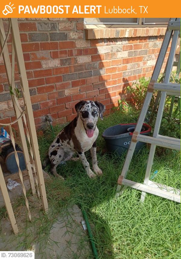 Found/Stray Male Dog last seen Near 6th lubbock, TX on my porch, Lubbock, TX 79416