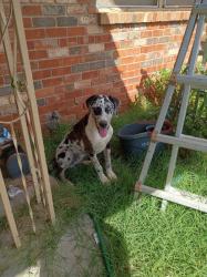 Found/Stray Male Dog last seen Near 6th lubbock, TX on my porch, Lubbock, TX 79416