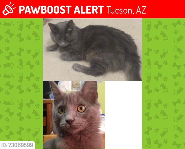 Lost Female Cat last seen Mary Anne Cleveland & Atturberry Wash Wy, Tucson, AZ 85747