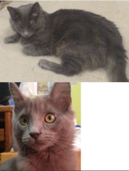 Lost Female Cat last seen Mary Anne Cleveland & Atturberry Wash Wy, Tucson, AZ 85747