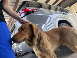 Found/Stray Male Dog last seen Sooner Rd. at Britton Rd., Oklahoma City, OK 73121
