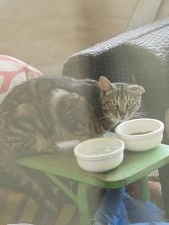 Found/Stray Male Cat last seen Regal Dr NE, Salem, OR 97302