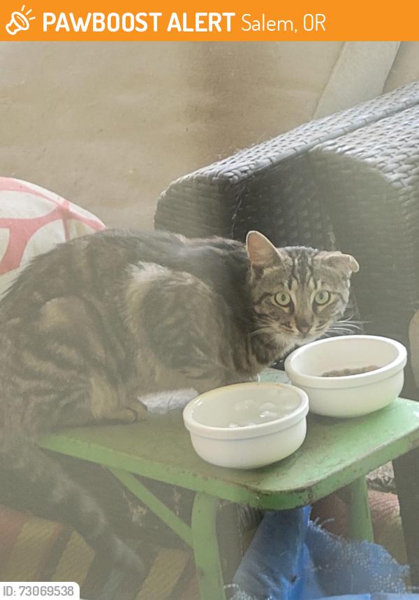 Found/Stray Male Cat last seen Regal Dr NE, Salem, OR 97302