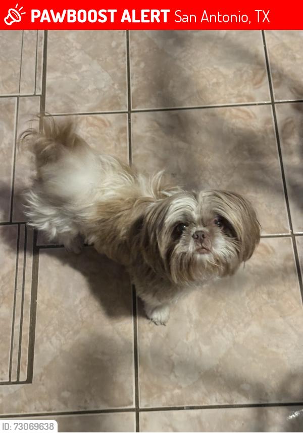 Lost Female Dog last seen Laurel Valley Dd, San Antonio, TX 78242