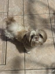 Lost Female Dog last seen Laurel Valley Dd, San Antonio, TX 78242