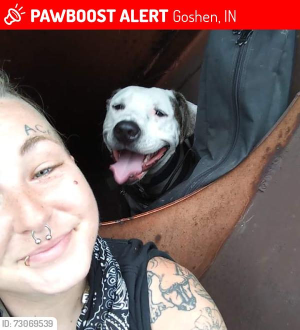 Lost Male Dog last seen Meijer by train tracks by Goshen city limit, Goshen, IN 46528