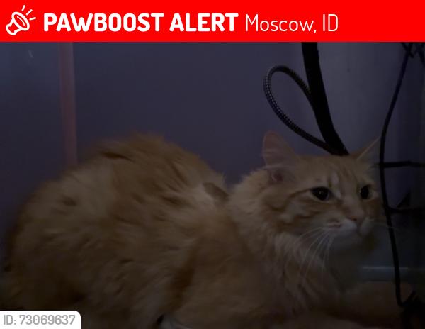 Lost Male Cat last seen Moscow Building Supply, Moscow, ID 83843