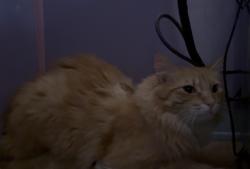 Lost Male Cat last seen Moscow Building Supply, Moscow, ID 83843
