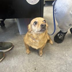 Shelter Stray Female Dog last seen , Animal Care & Control Team of Philly, 111 W Hunting Park Ave, Philadelphia, PA 19140, USA
