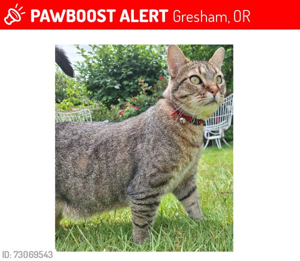 Lost Male Cat last seen SW Giese Lp & SW Linneman, Gresham, OR 97080