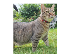 Lost Male Cat last seen SW Giese Lp & SW Linneman, Gresham, OR 97080