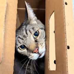 Shelter Stray Male Cat last seen , Animal Care & Control Team of Philly, 111 W Hunting Park Ave, Philadelphia, PA 19140, USA