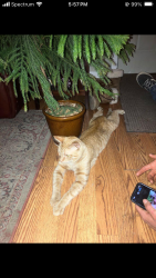 Lost Male Cat last seen Blaine Dr, Toban Dr, Troy Dr, Hovde Rd, Shasta Dr, Madison, WI 53704