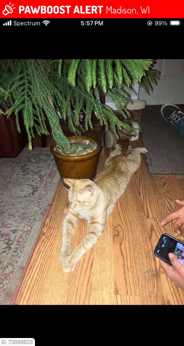 Lost Male Cat last seen Blaine Dr, Toban Dr, Troy Dr, Hovde Rd, Shasta Dr, Madison, WI 53704
