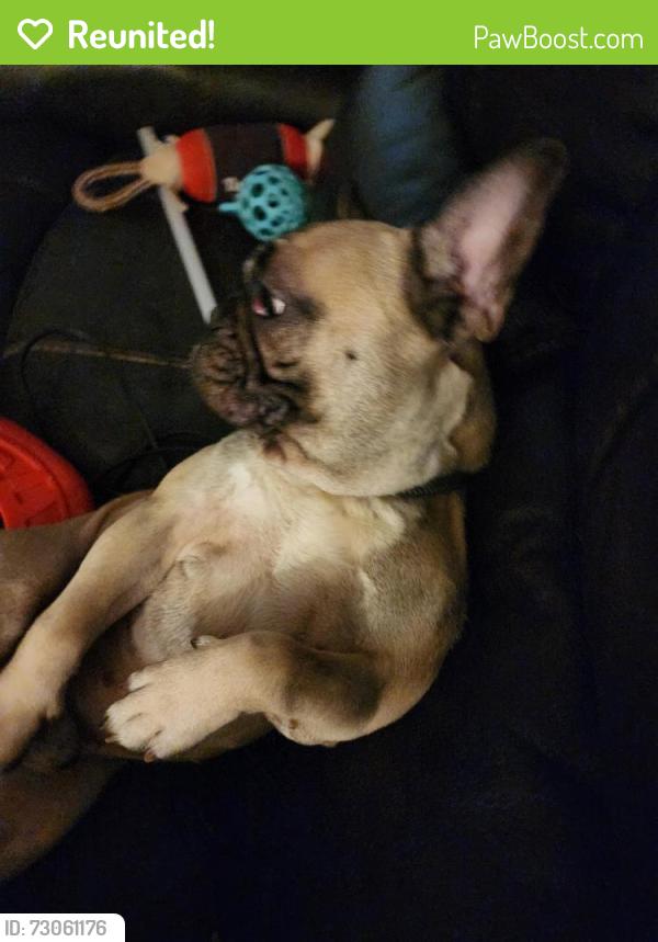 Reunited Male Dog last seen Chestnut street, Bowie, MD 20720